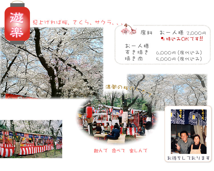 京都の桜、花見／平野神社