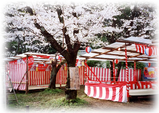 京都・平野神社の桜、花見
